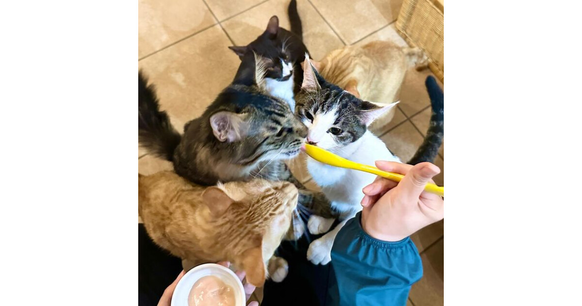 猫の館ME猫実館の紹介画像