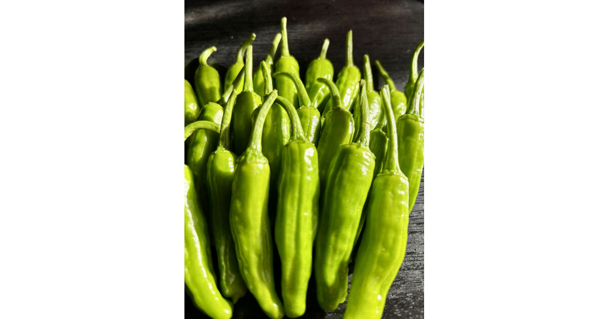 maruno_greenの紹介画像