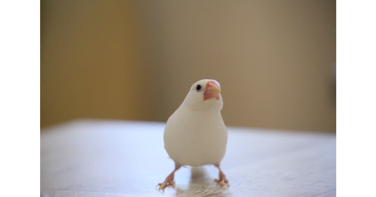 ことりカフェの紹介画像