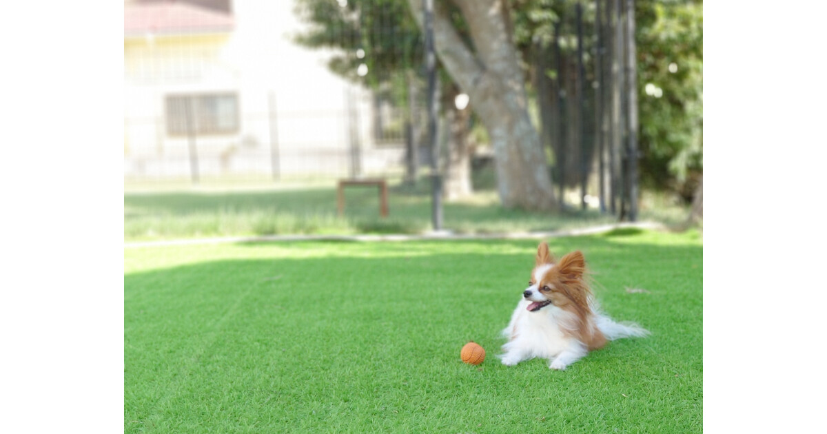 Wan Peace（ワンピース）の紹介画像