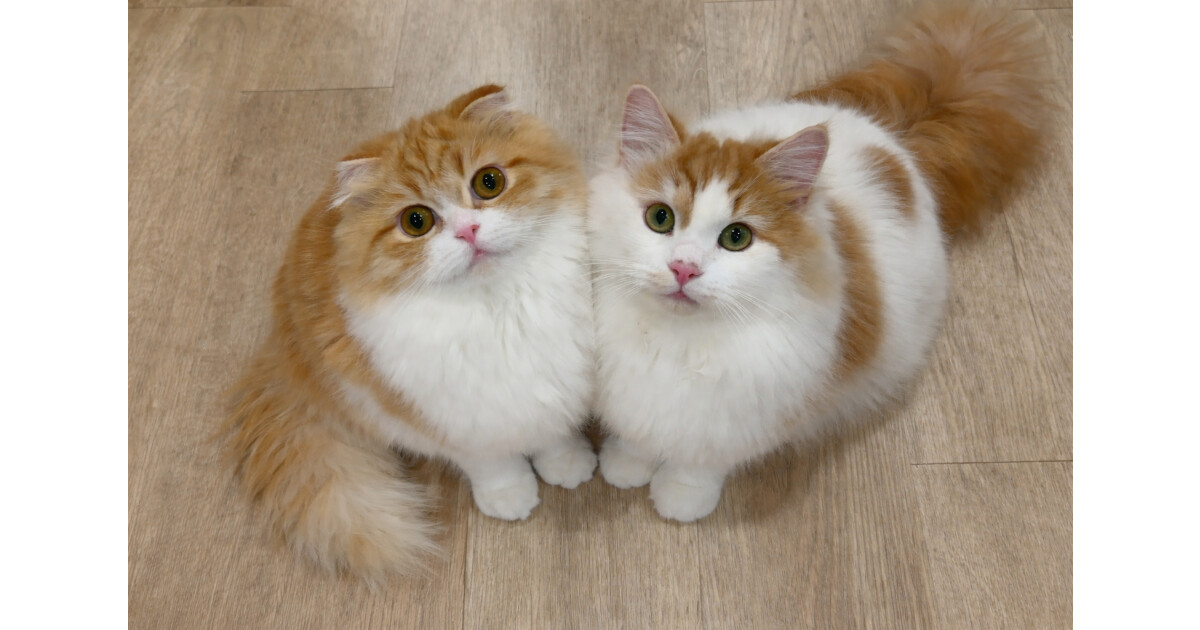 猫カフェ　WE CATSの紹介画像