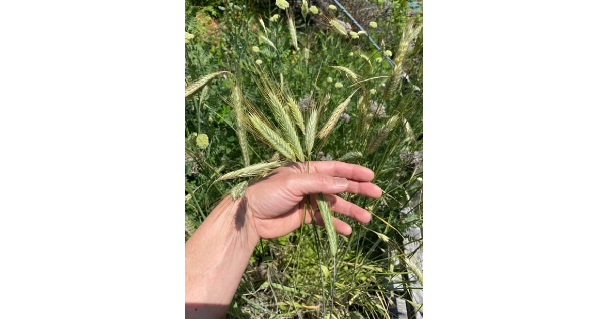 カルパの紹介画像